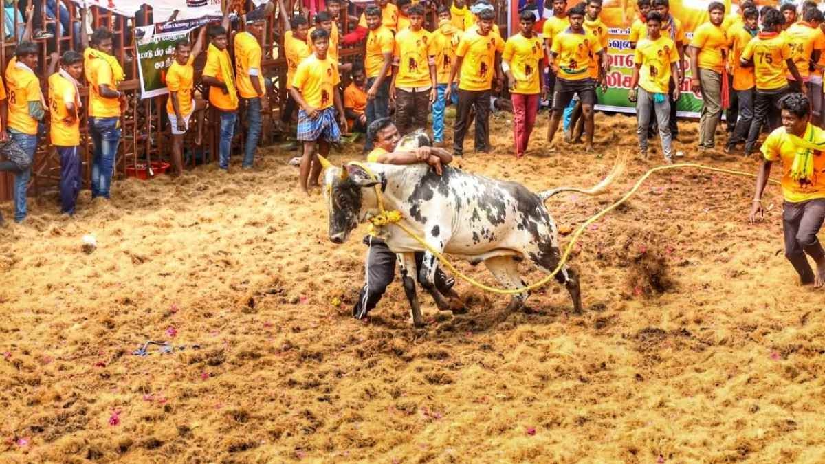 Jallikattu Supreme court gives historical verdict says Vijayabaskar and law minister Ragupathi Jallikattu Supreme court gives historical verdict says Vijayabaskar and law minister Ragupathi