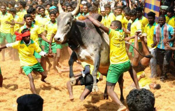  Timeline of 17 Years Tamilnadus Jallikattu Case