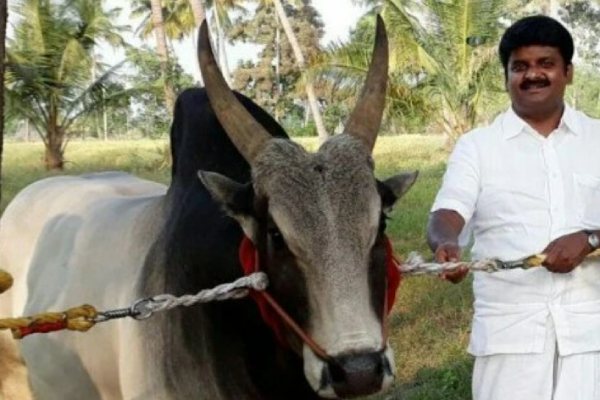 Former Health Ministers C. Vijayabaskars Karuppu Komban bull dies during jallikkattu 