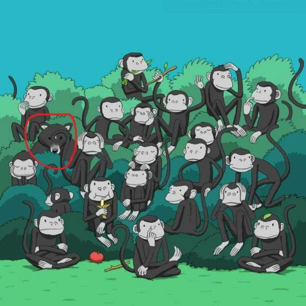  Can you find the bear in this monkey Optical illusion photo?: IQ test 