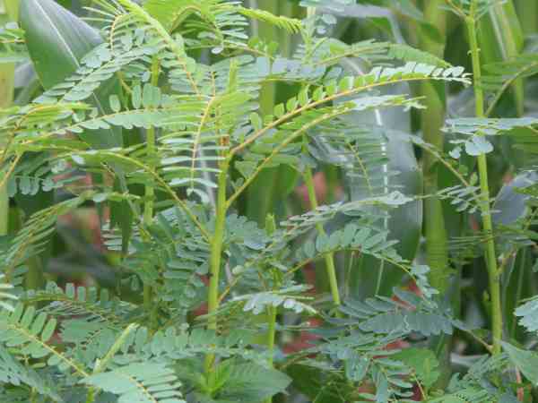 What Are the Benefits Of Agathi Keerai And Heals Various Internal Diseases What Are the Benefits Of Agathi Keerai And Heals Various Internal Diseases