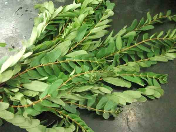 What Are the Benefits Of Agathi Keerai And Heals Various Internal Diseases What Are the Benefits Of Agathi Keerai And Heals Various Internal Diseases