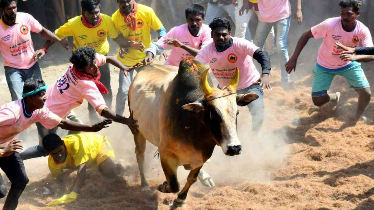 Jallikattu case and SC verdict today on pleas challenging law allowing bull-taming sport Jallikattu