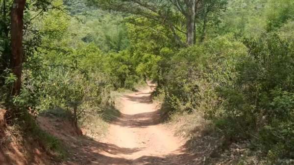 Road construction work has started for the mountain village where a child died due to snakebite Vellore 
