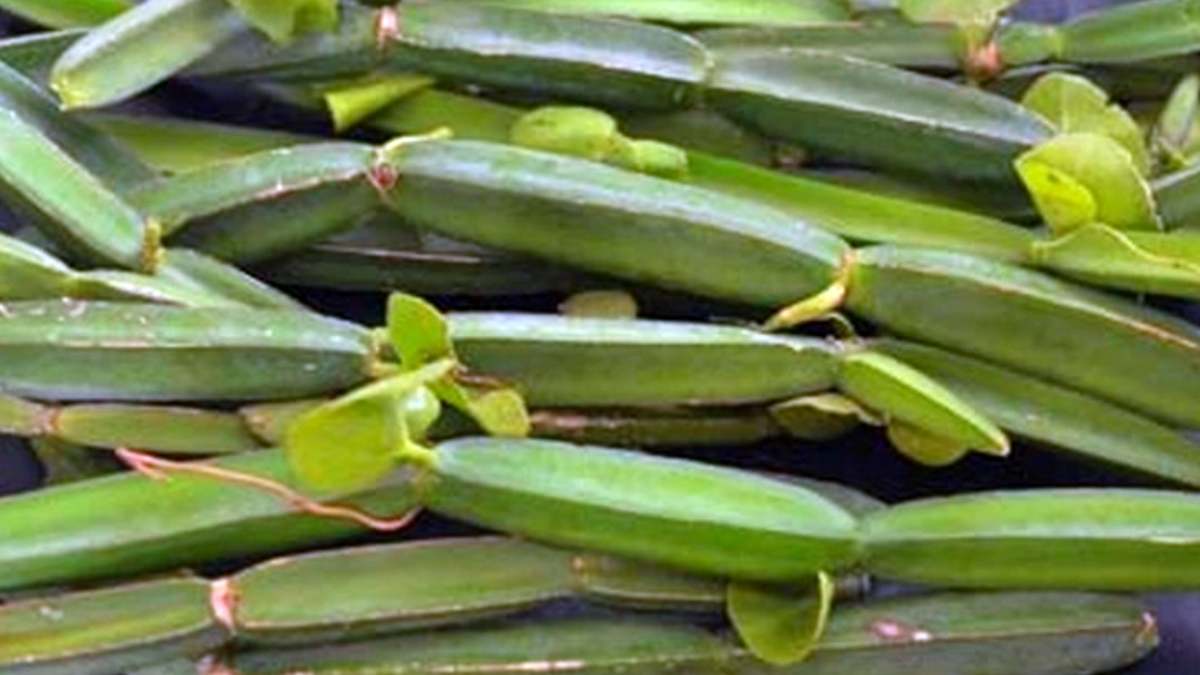 Multiple Medicinal Uses and Benefits of Pirandai Plants