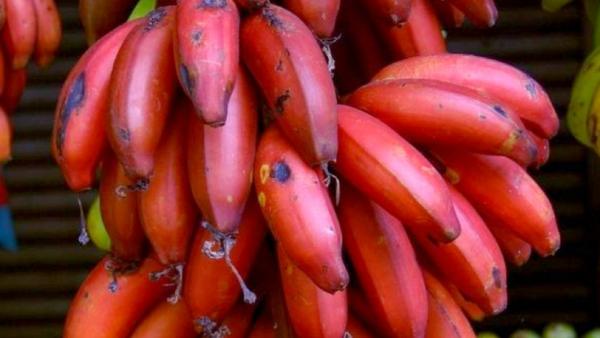 Do you know the health benefits of Red banana? 