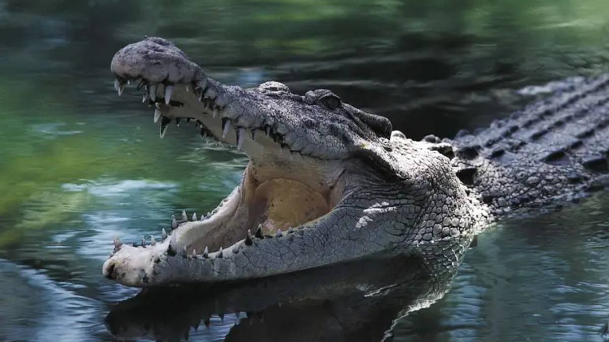 Crocodiles attack in Australia, Remains Of Missing Man Found Crocodiles attack in Australia, Remains Of Missing Man Found