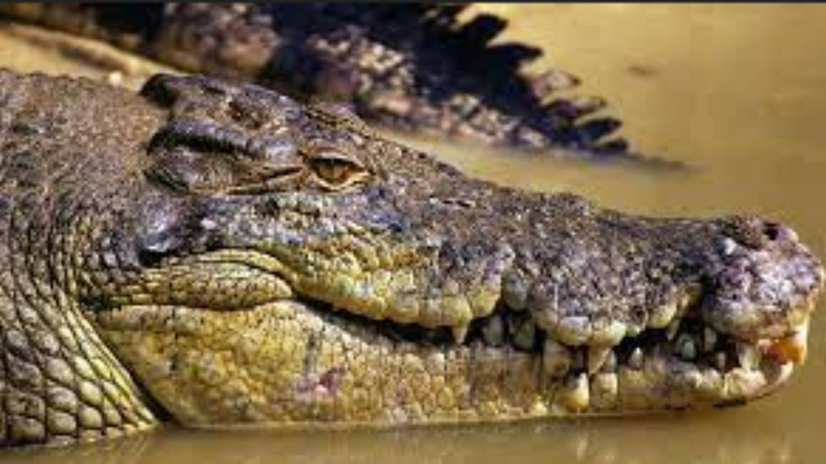 Crocodiles attack in Australia, Remains Of Missing Man Found Crocodiles attack in Australia, Remains Of Missing Man Found