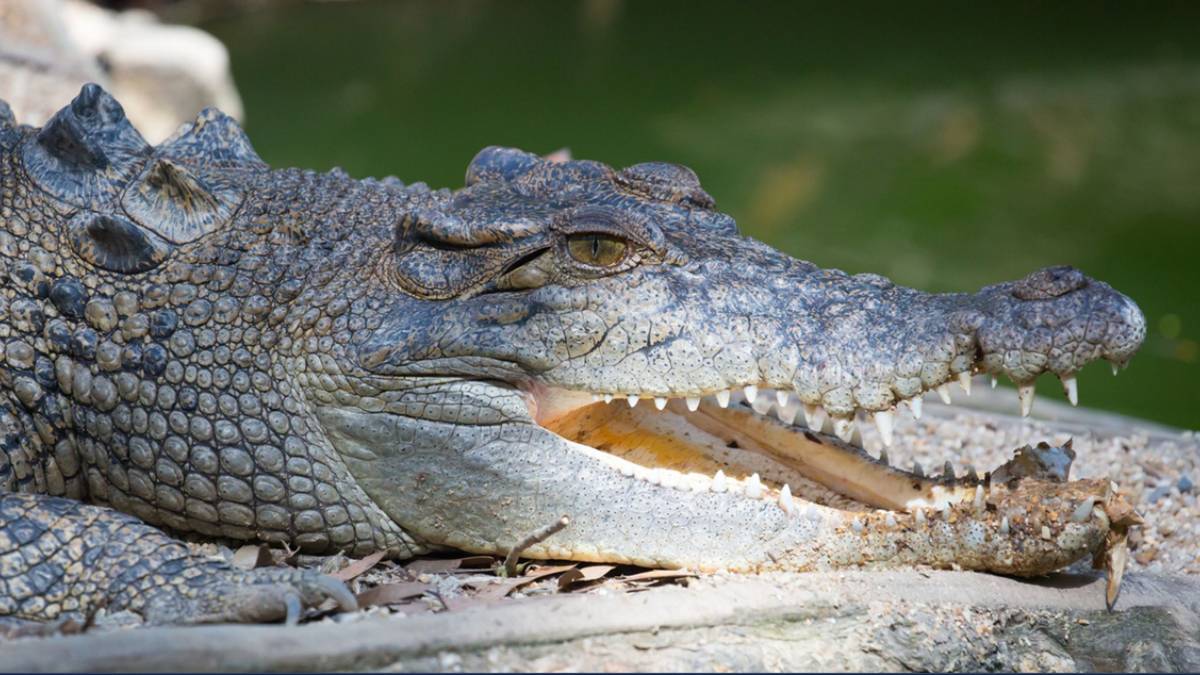Crocodiles attack in Australia, Remains Of Missing Man Found Crocodiles attack in Australia, Remains Of Missing Man Found