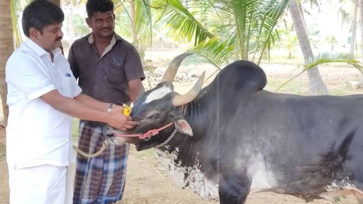 admk vijayabaskar heartfelt letter about his Karuppu Komban bull died admk vijayabaskar heartfelt letter about his Karuppu Komban bull died