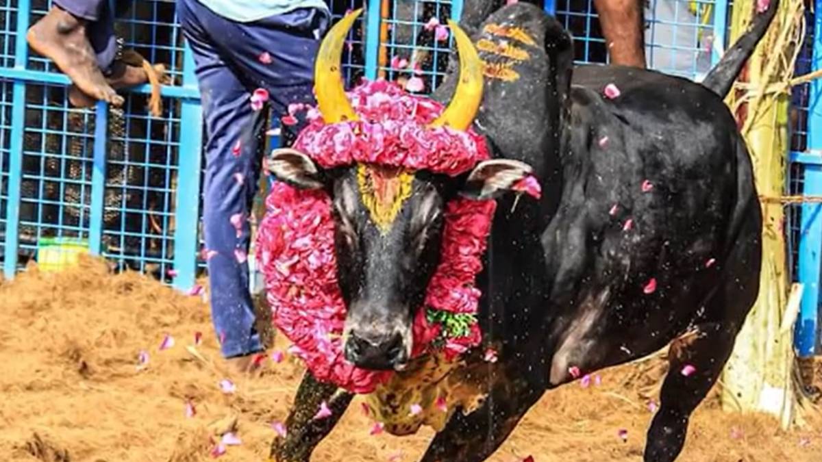 admk vijayabaskar heartfelt letter about his Karuppu Komban bull died admk vijayabaskar heartfelt letter about his Karuppu Komban bull died