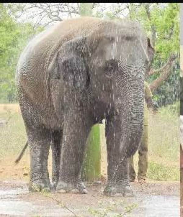 Vandalur Zoo and more than 25000 people visited summer holidays in one day 