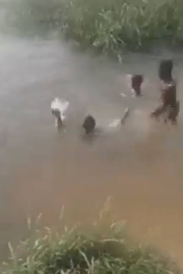 Netizens Terrified as Hippopotamus Nearly Swallows Children In Chilling Throwback Video