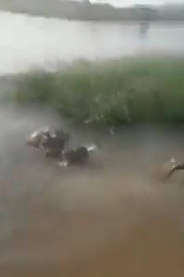 Netizens Terrified as Hippopotamus Nearly Swallows Children In Chilling Throwback Video