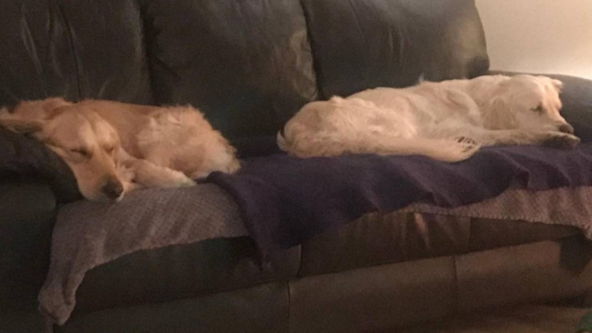 How a Newly-Adopted Golden Retriever Walks 64-Km Over To Former Owners How a Newly-Adopted Golden Retriever Walks 64-Km Over To Former Owners