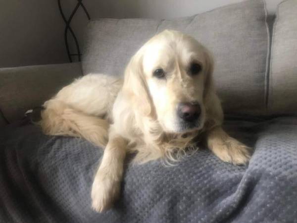 How a Newly-Adopted Golden Retriever Walks 64-Km Over To Former Owners How a Newly-Adopted Golden Retriever Walks 64-Km Over To Former Owners