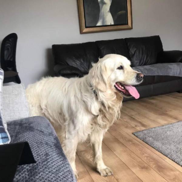 How a Newly-Adopted Golden Retriever Walks 64-Km Over To Former Owners How a Newly-Adopted Golden Retriever Walks 64-Km Over To Former Owners