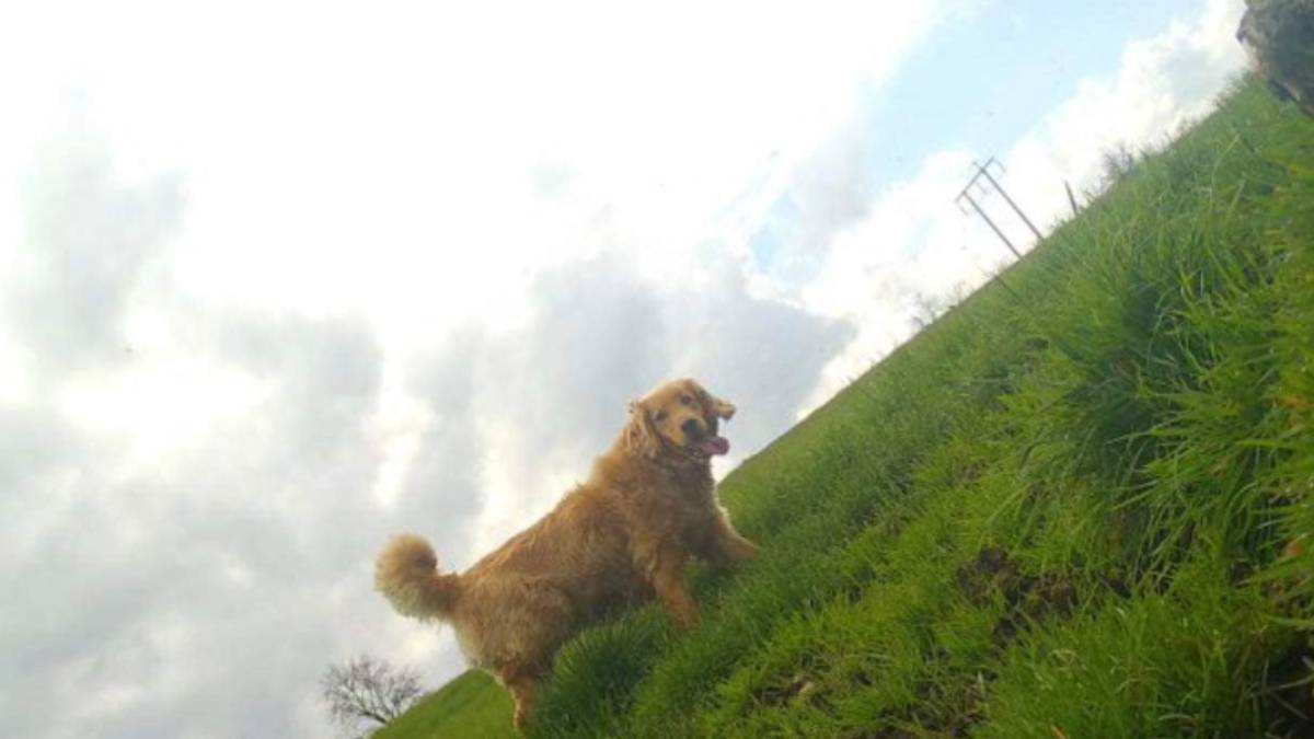 How a Newly-Adopted Golden Retriever Walks 64-Km Over To Former Owners How a Newly-Adopted Golden Retriever Walks 64-Km Over To Former Owners