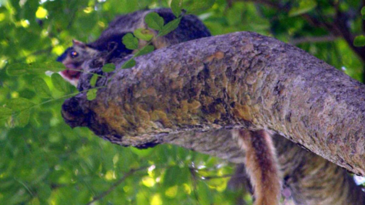 Tour: Unmissable Tourist Places in Virudhunagar 