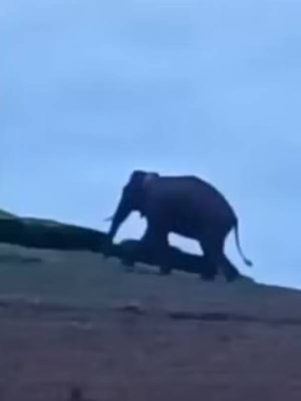 Arikkomban Elephant Walk in Meghamalai Forest : theni collector warning people 