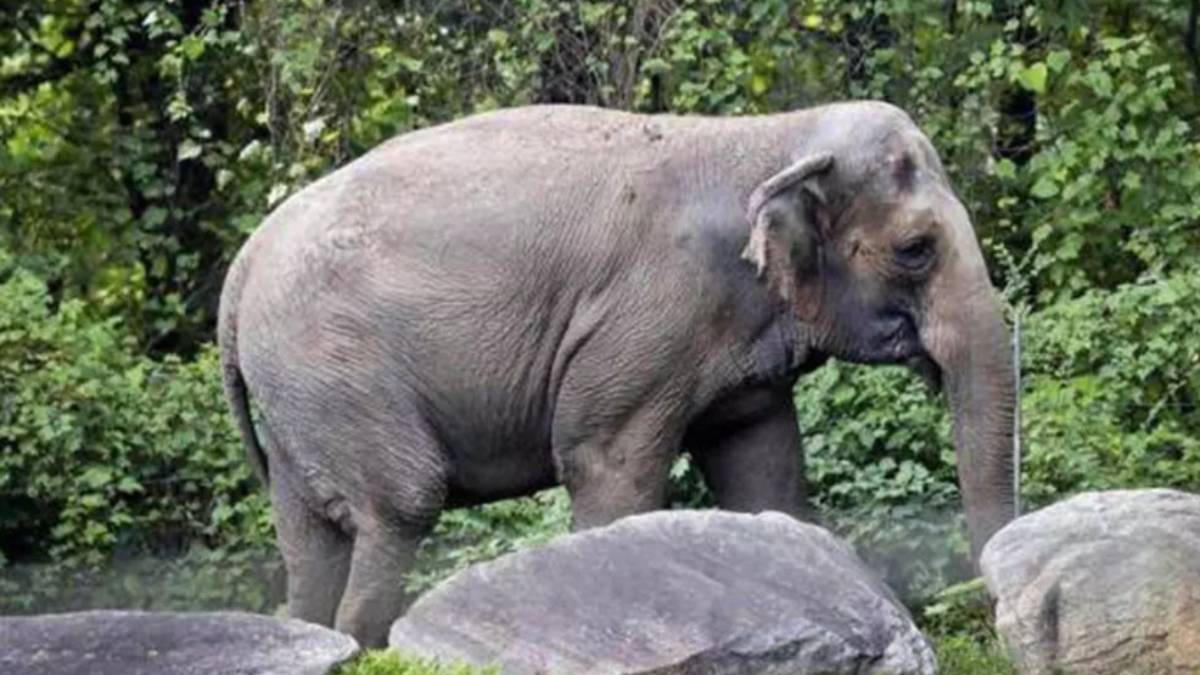 Arikkomban Elephant Walk in Meghamalai Forest : theni collector warning people 