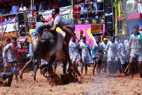 Supreme Court to deliver verdict on pleas challenging Jallikattu on Thursday Supreme Court to deliver verdict on pleas challenging Jallikattu on Thursday