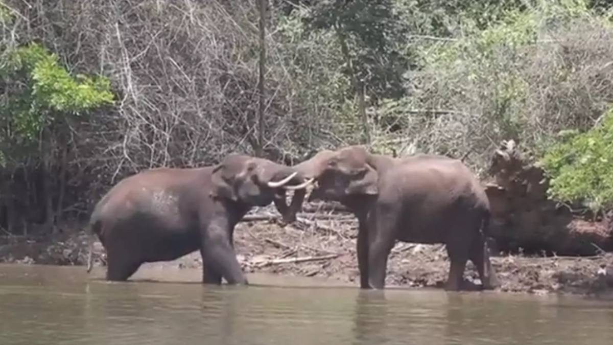 Super fight scene near Masinagudi Mayar river and whats happened in the mudumalai sanctuary Super fight scene near Masinagudi Mayar river and whats happened in the mudumalai sanctuary