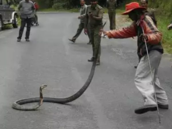 Snake catcher Naresh dies after being bitten by a poisonous snake in Chikmagalur 