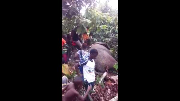 An elephant drank 200 litres of corn beer and powerless 