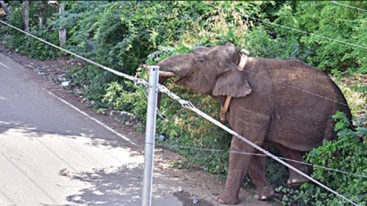 191 forest officials and 3 Kumki elephants involved in capture Arisi Komban elephant - Tamilnadu forest department 191 forest officials and 3 Kumki elephants involved in capture Arisi Komban elephant - Tamilnadu forest department