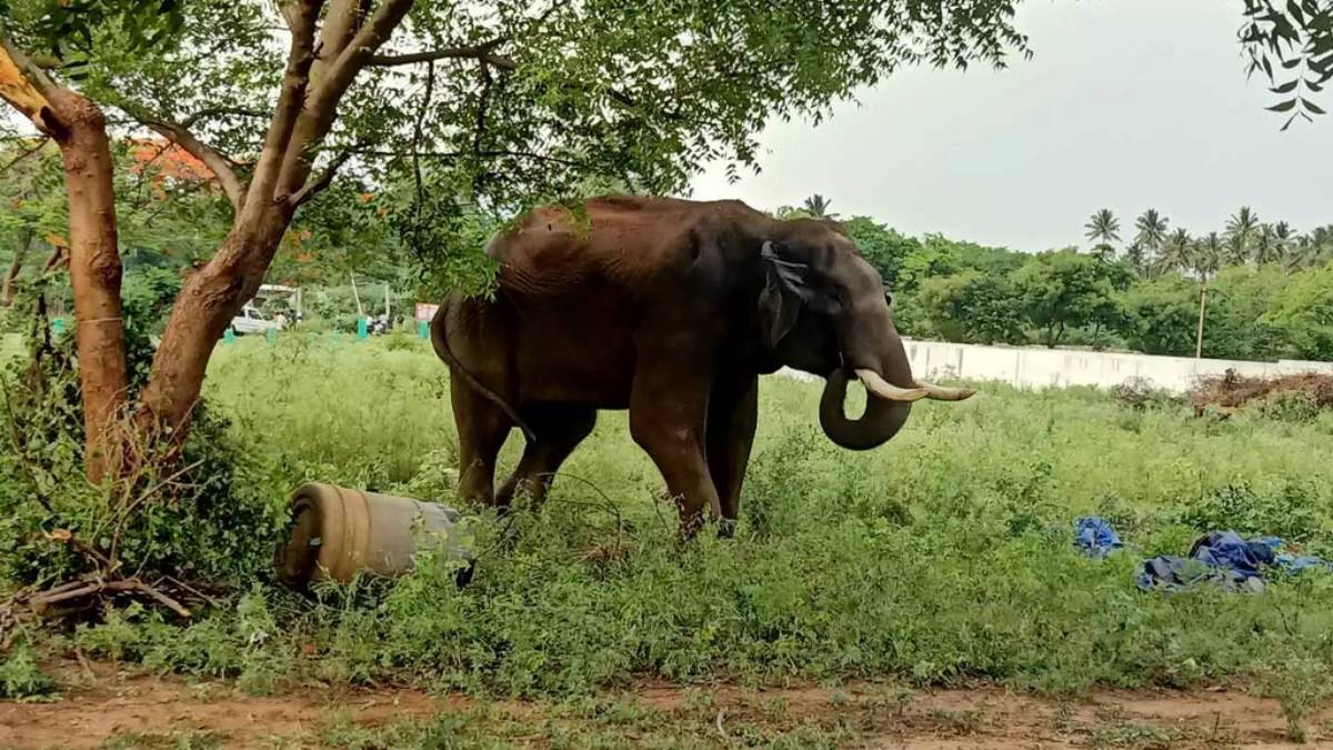 191 forest officials and 3 Kumki elephants involved in capture Arisi Komban elephant - Tamilnadu forest department 191 forest officials and 3 Kumki elephants involved in capture Arisi Komban elephant - Tamilnadu forest department