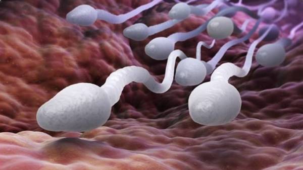 What Is The Main Reason for Low Sperm Count For Men?