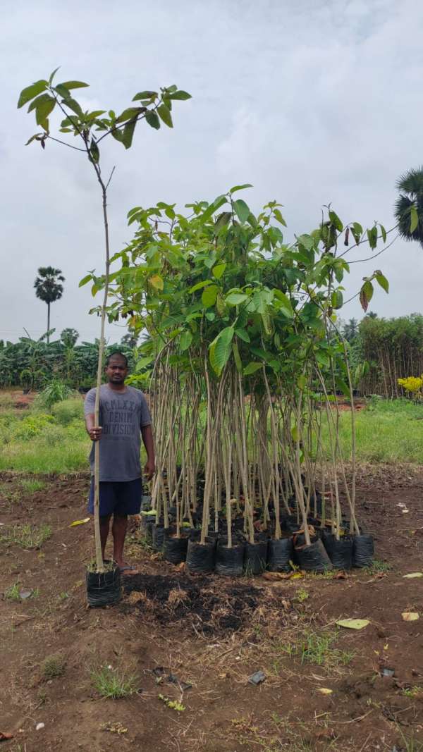  The Greater Chennai Corporation planted totally 16,444 native saplings around Chennai area 