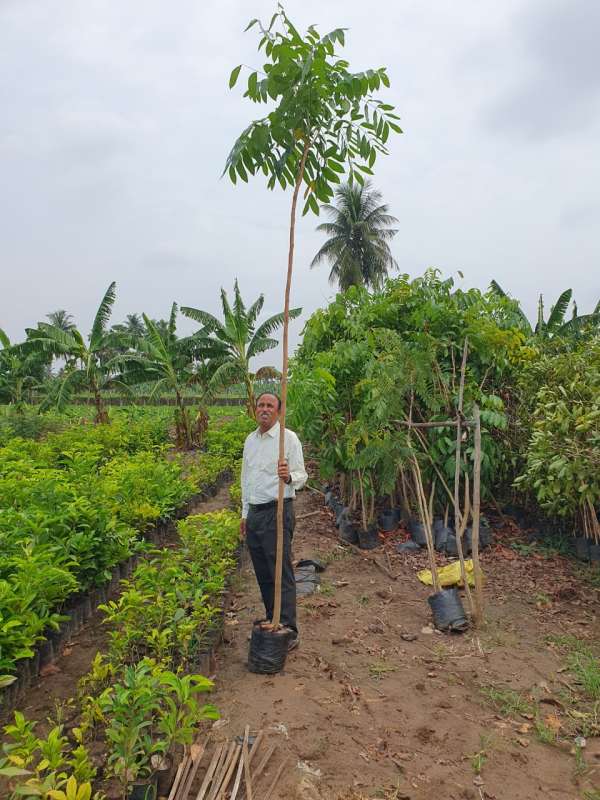  The Greater Chennai Corporation planted totally 16,444 native saplings around Chennai area 