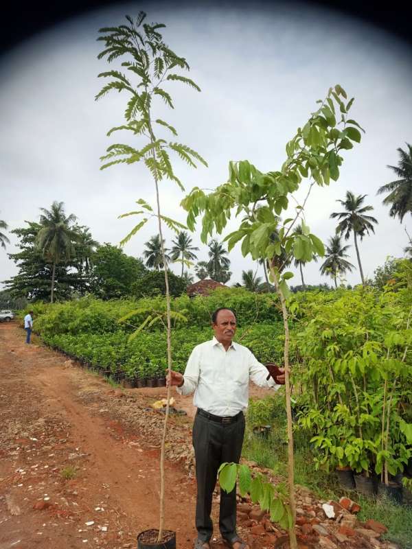  The Greater Chennai Corporation planted totally 16,444 native saplings around Chennai area 