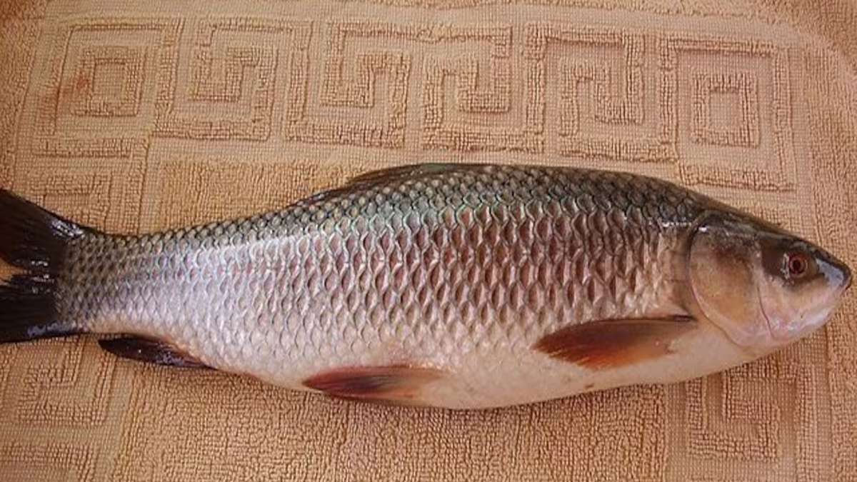 Do you know eating raw fish gallbladder can lead to kidney issues?