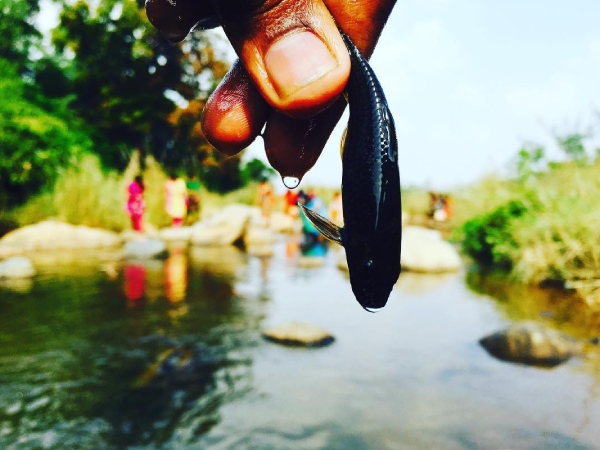 How to go to Puliyancholai fall located in Trichy? 