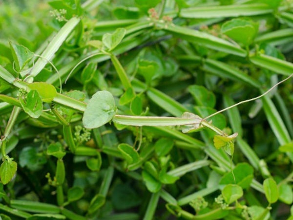  How to do Pirandai Thuvaiyal in Tamil?