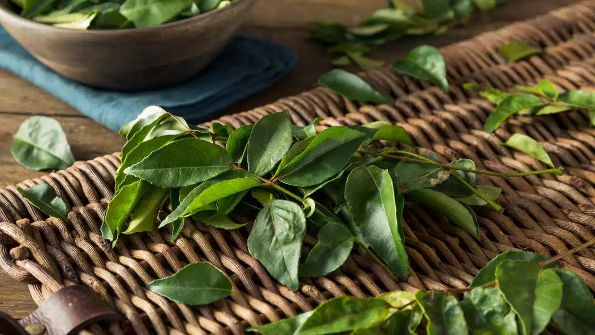 Chewing 5-6 raw curry leaves on an empty stomach with a glass of water boost your health Chewing 5-6 raw curry leaves on an empty stomach with a glass of water boost your health