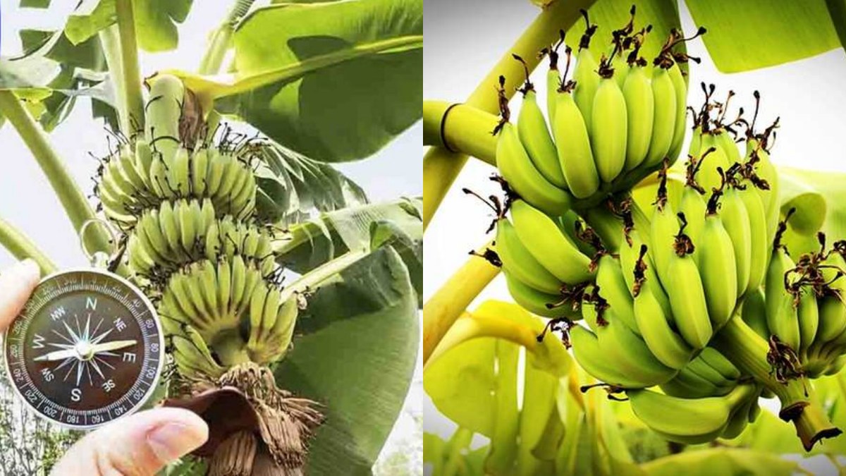 Vastu tips Tamil: Banana tree in house vastu in tamil Vastu tips Tamil: Banana tree in house vastu in tamil