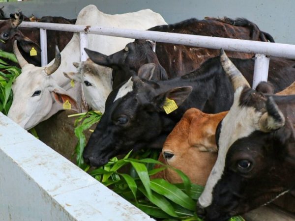 What is wrong with slaughtering cows?: Karnataka Minister A.Venkatesh 