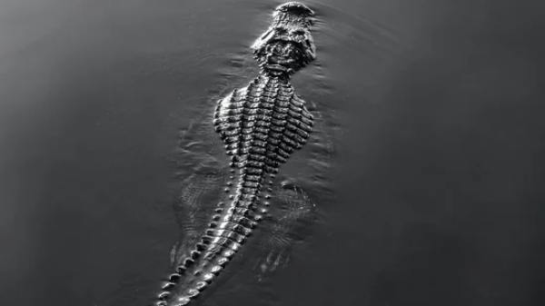  How a Crocodile impregnates herself and what is called as virgin birth 