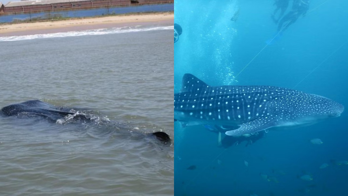The gigantic guest: More than 20 Whale Sharks have seen on Chennai beaches early in the morning The gigantic guest: More than 20 Whale Sharks have seen on Chennai beaches early in the morning