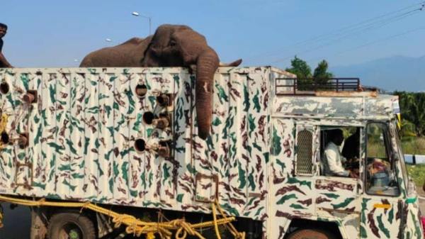 Tusker Arikomban New Video- Sleeping like baby in rolling grasslands 