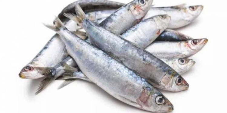amazing health benefits of sardine fish and Diabetic patients can eat Mathi fish frequently amazing health benefits of sardine fish and Diabetic patients can eat Mathi fish frequently