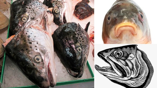 health news and Do you know what are the Health Benefits of Fish Head health news and Do you know what are the Health Benefits of Fish Head