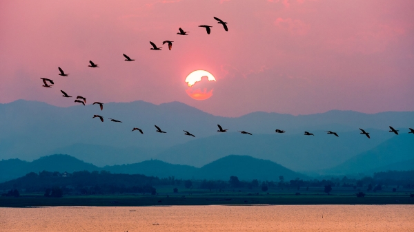  How Birds are finding the paths and going in right path