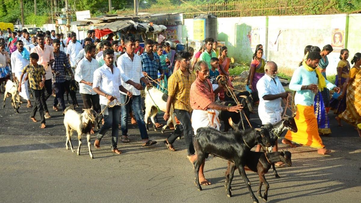 Villagers walking 10 km with 125 goats to worship the clan deity in a village near Sivagangai Villagers walking 10 km with 125 goats to worship the clan deity in a village near Sivagangai