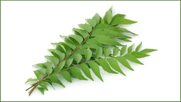 health news and do you know what are the health benefits of curry leaves health news and do you know what are the health benefits of curry leaves