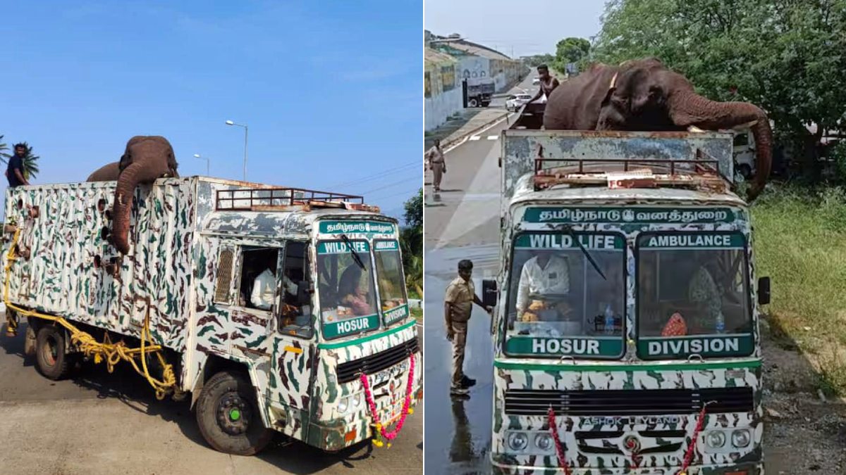 Arikomban elephant within the Tirunelveli forest area is strongly opposed by the public Arikomban elephant within the Tirunelveli forest area is strongly opposed by the public